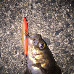 久しぶりだが豆メバル